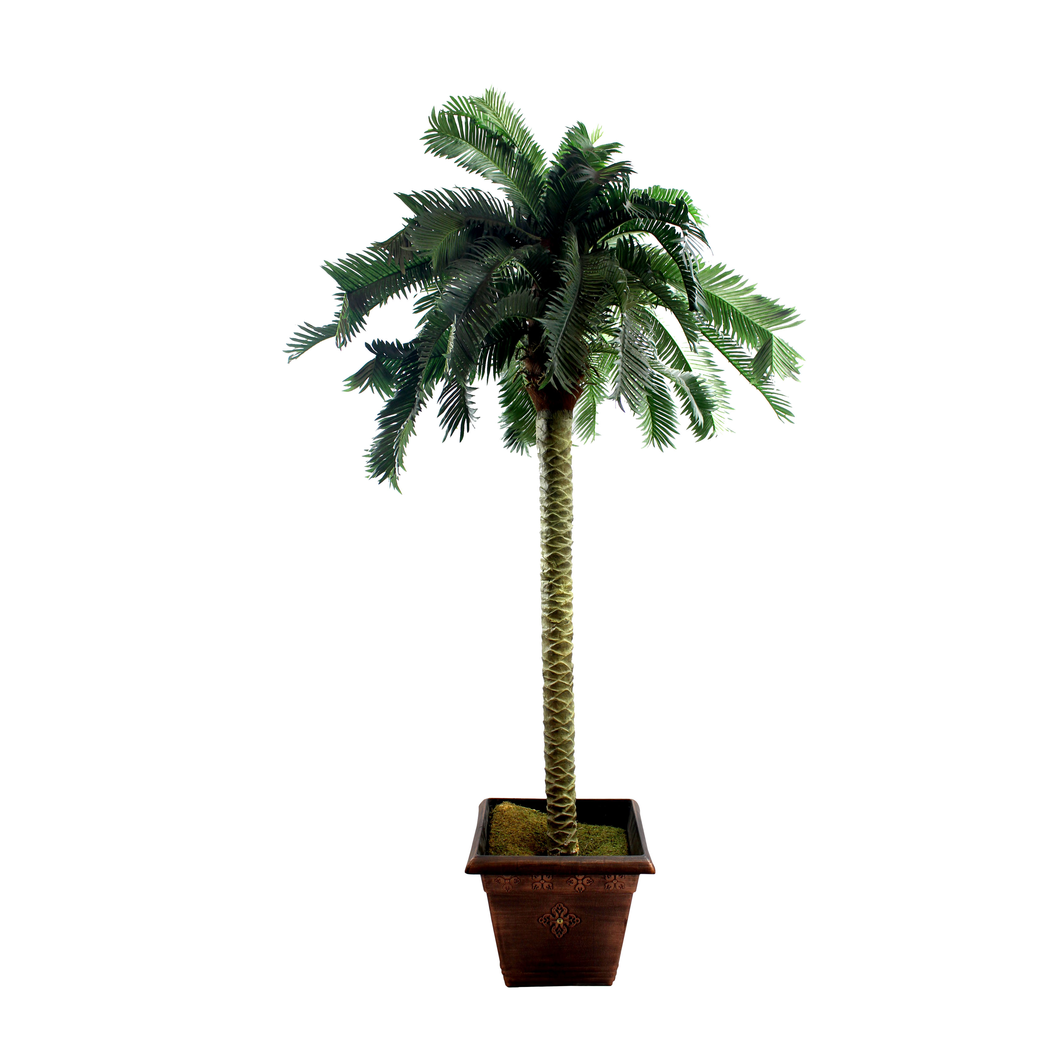 6' Palm Tree